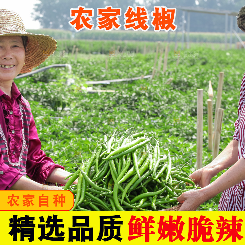 手里拿着现摘线椒