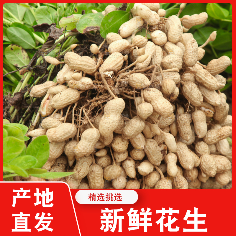花生地里的新鲜花生