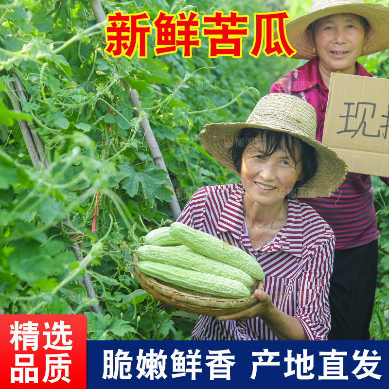 手里拿着新鲜苦瓜