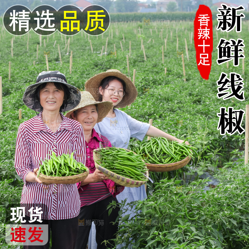 手里拿着现摘线椒