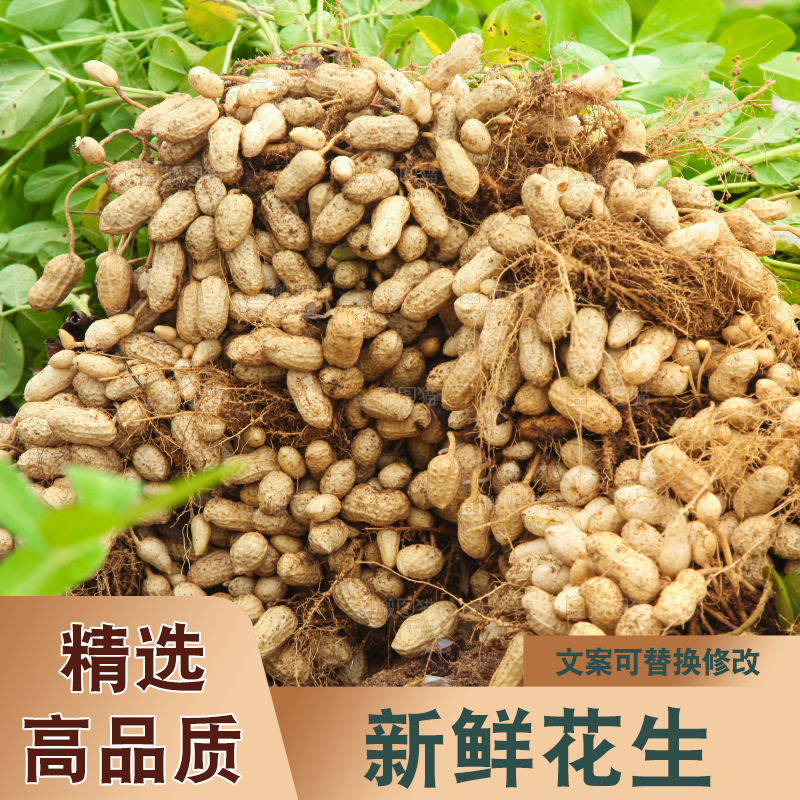 花生地里的新鲜花生