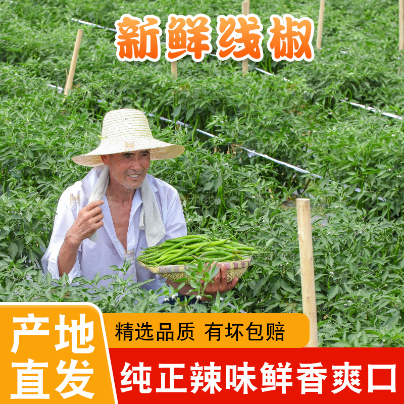 手里拿着现摘线椒