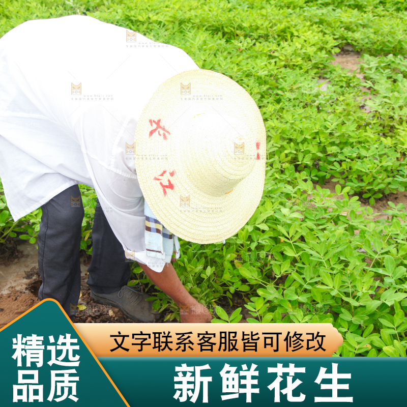 手里拿着现挖花生