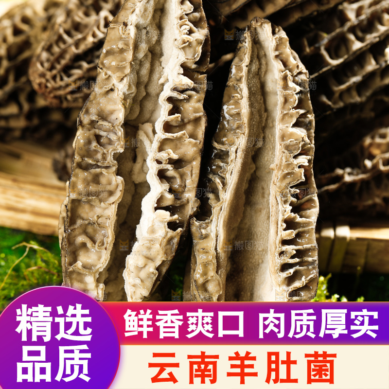 草地上的羊肚菇