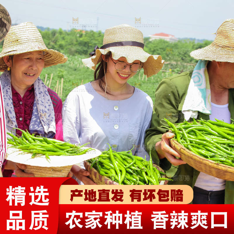 手里拿着现摘线椒