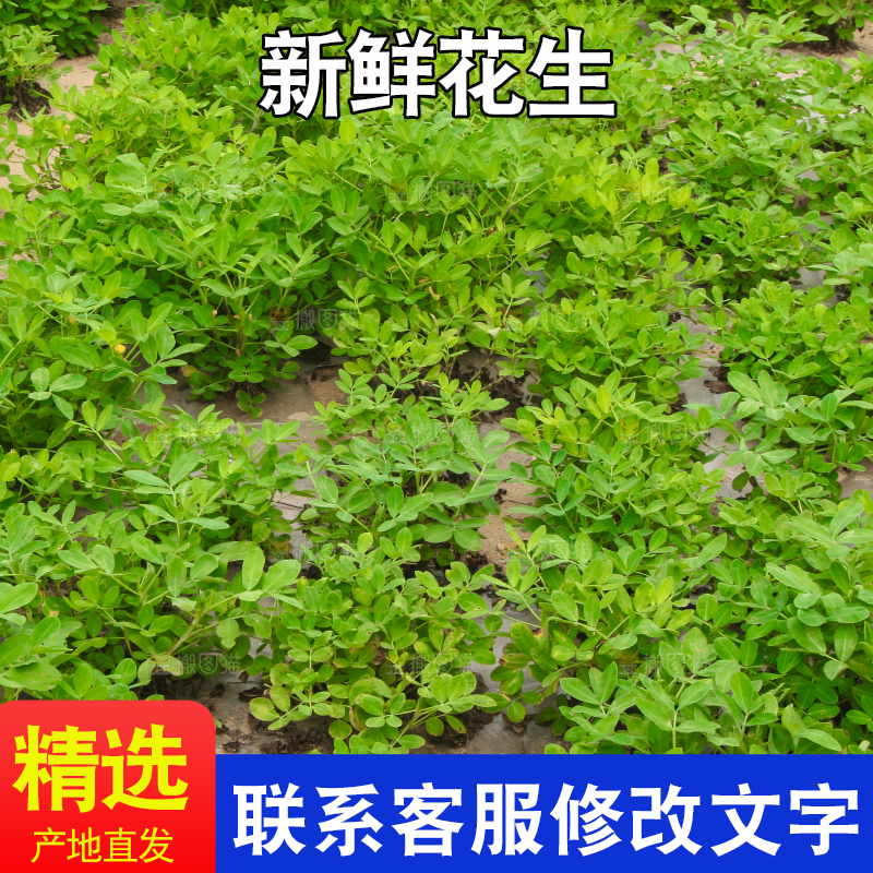 花生地里的新鲜花生