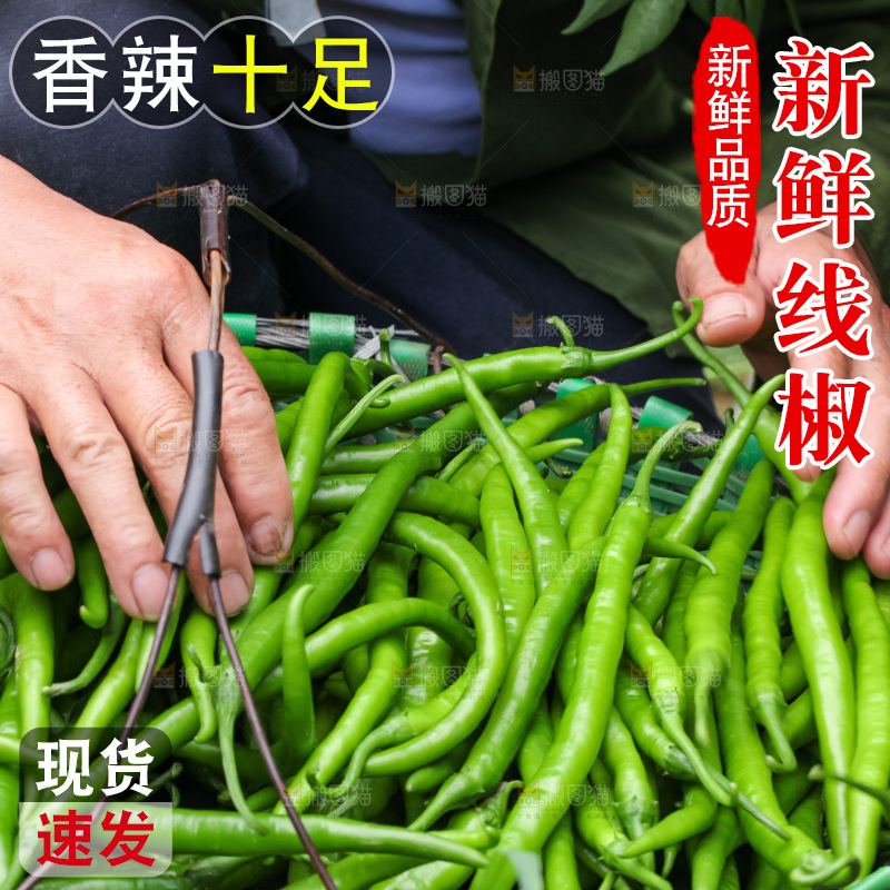 地里现摘的线椒