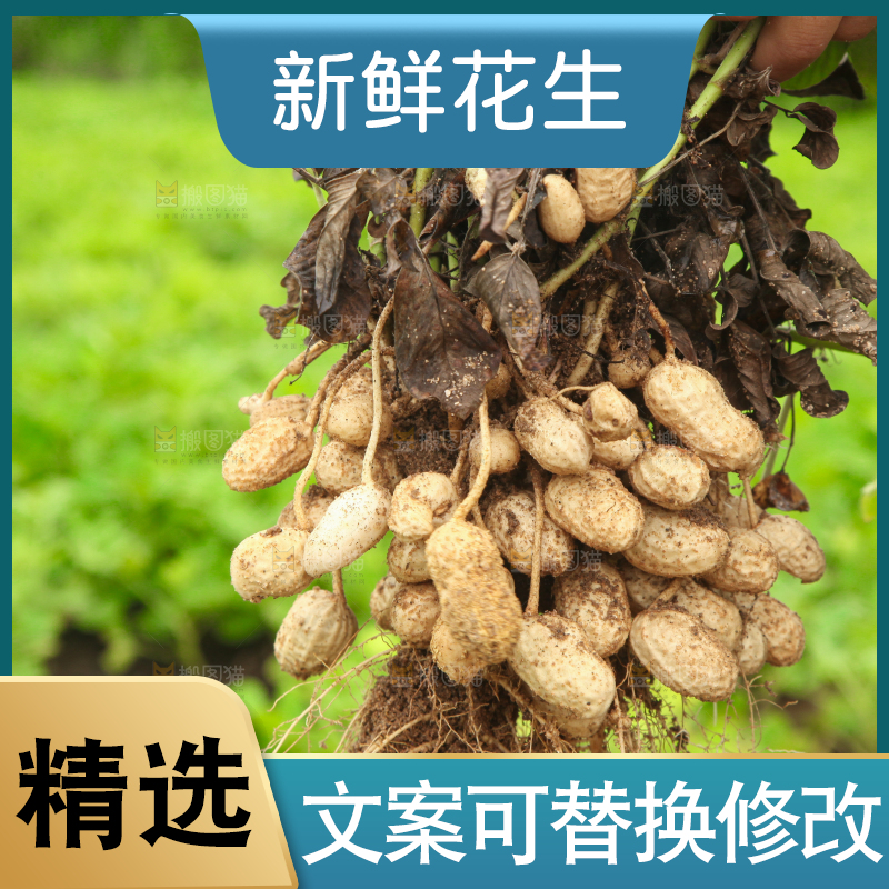 花生地里的新鲜花生