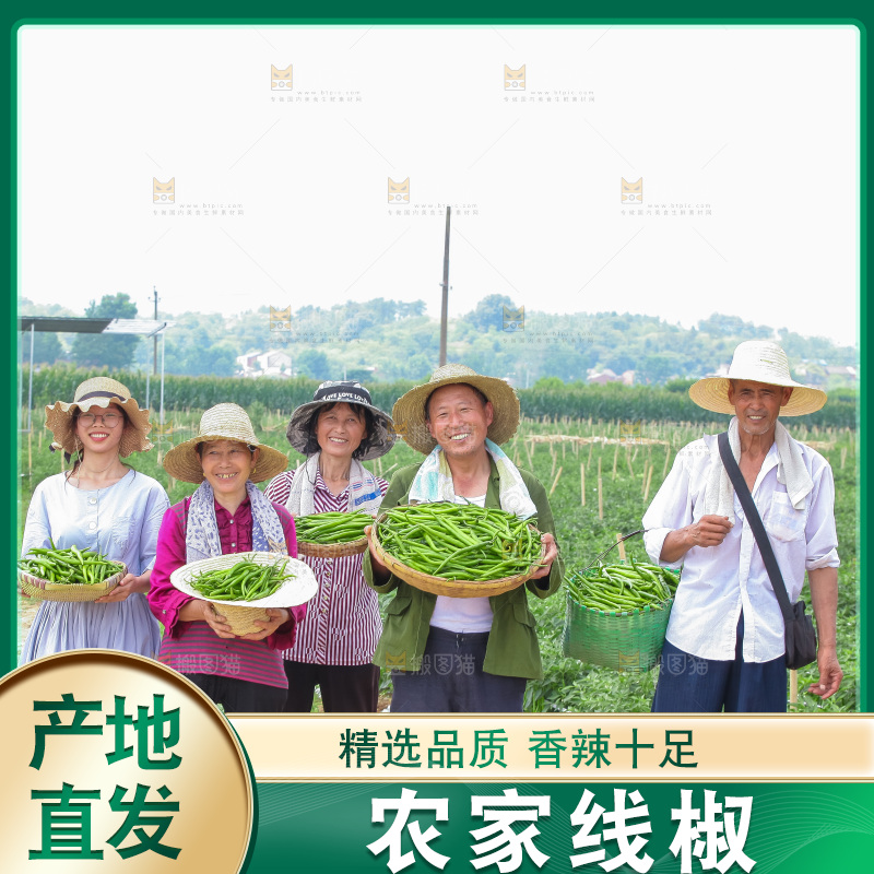 手里拿着现摘线椒
