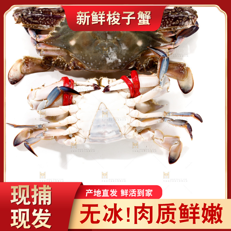 白底上的梭子蟹