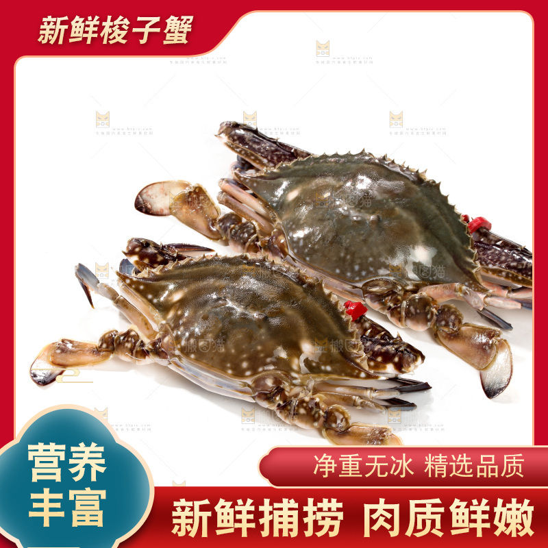 白底上的梭子蟹