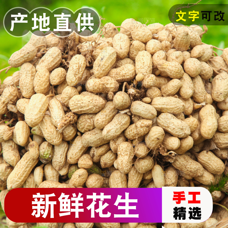 花生地里的新鲜花生