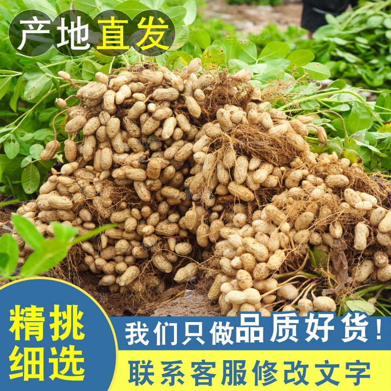 花生地里的新鲜花生