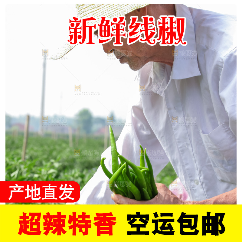 手里拿着现摘线椒