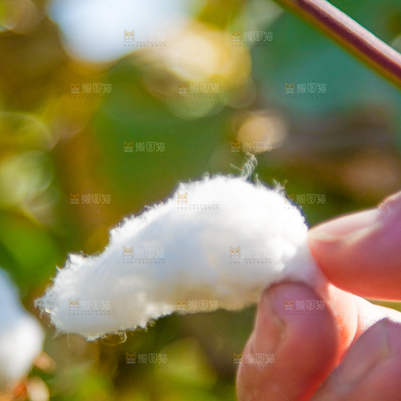 手里拿着棉花
