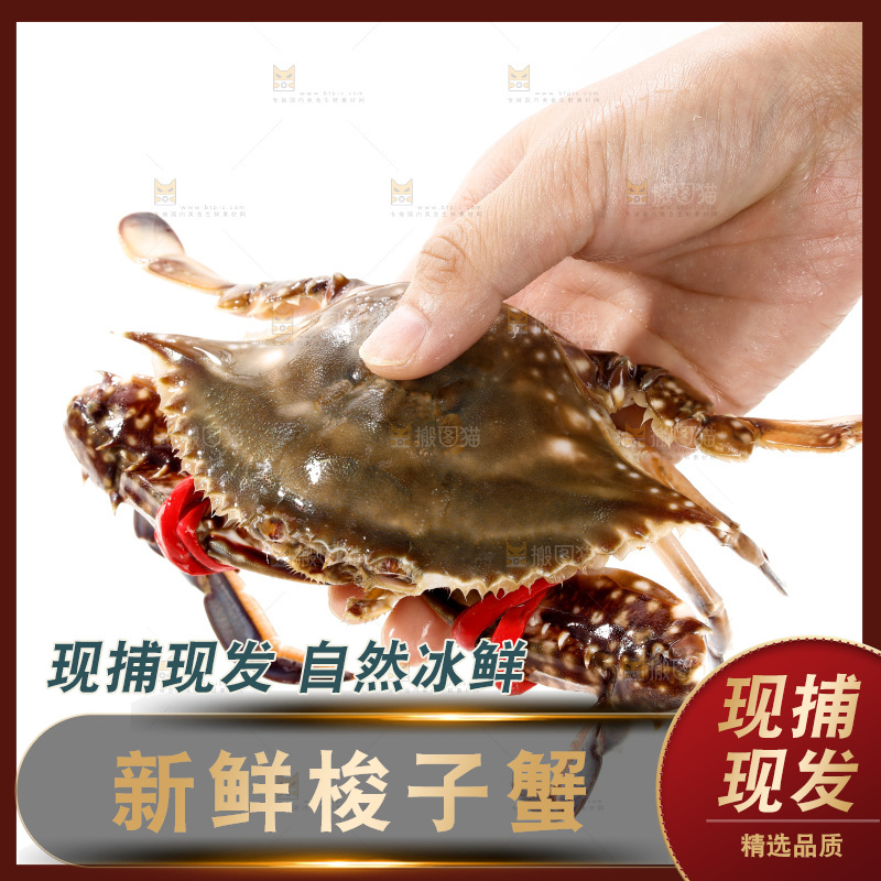 白底上的梭子蟹