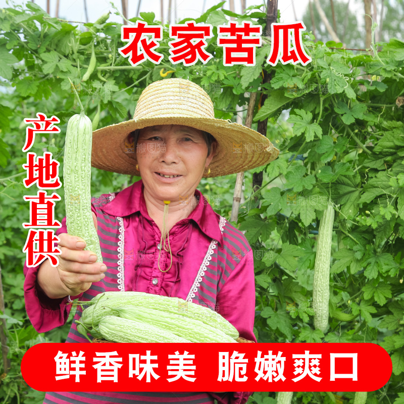 手里拿着新鲜苦瓜