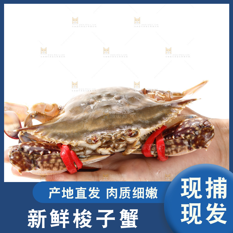 白底上的梭子蟹