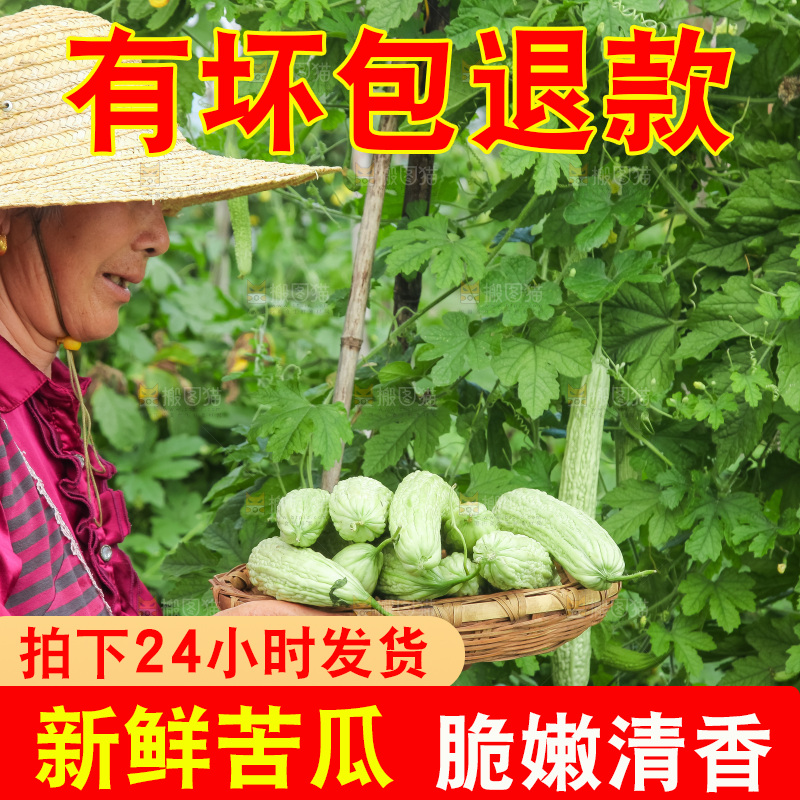 手里拿着新鲜苦瓜