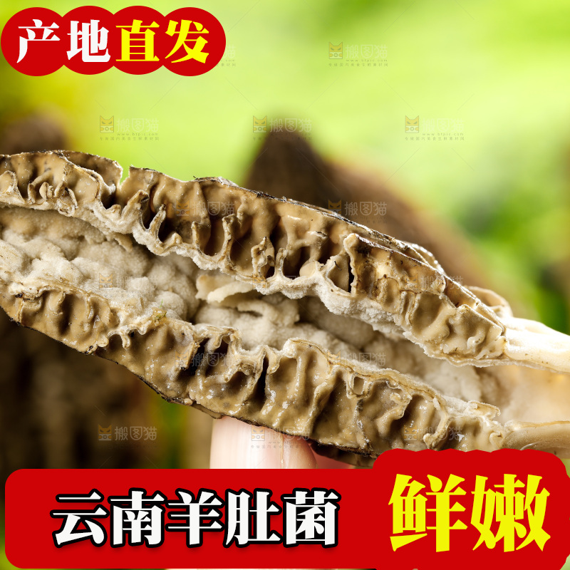 草地上的羊肚菇