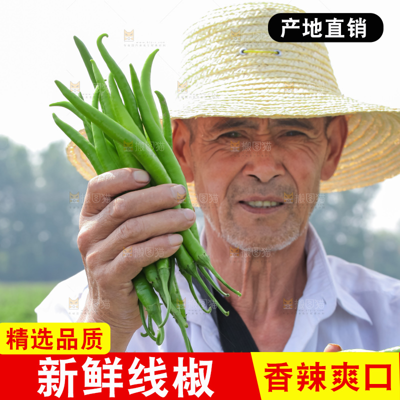 手里拿着现摘线椒
