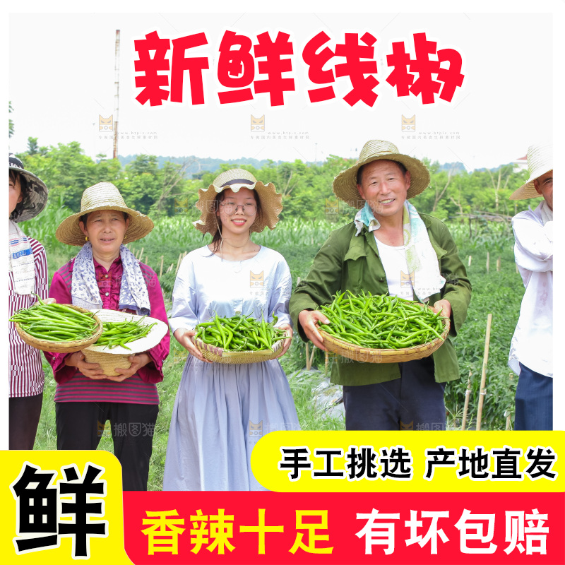 手里拿着现摘线椒