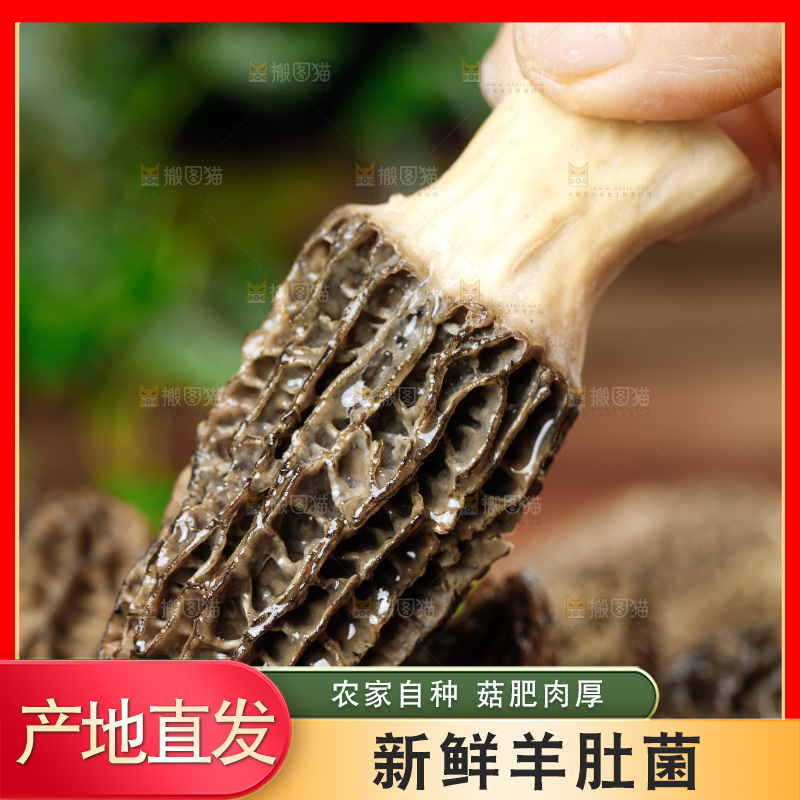 木底上的羊肚菇