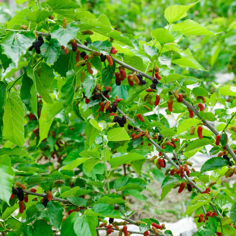 桑葚果树