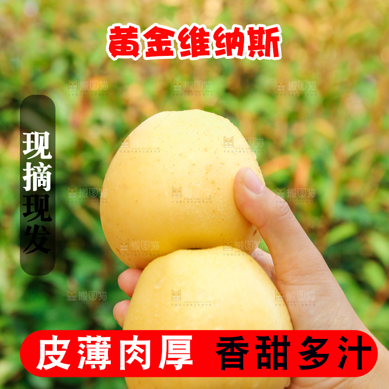 手里拿着维纳斯苹果