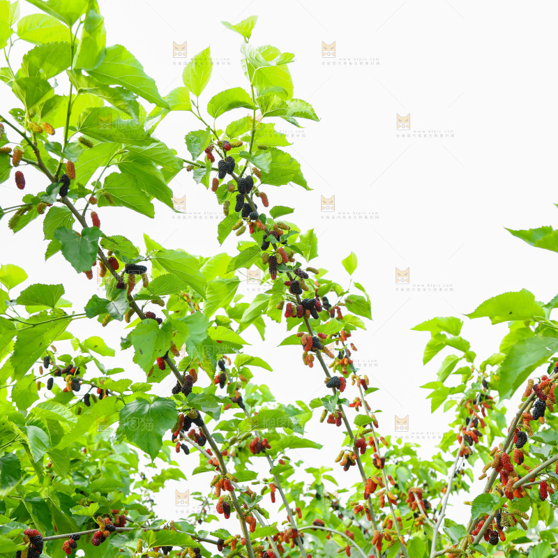桑葚果树
