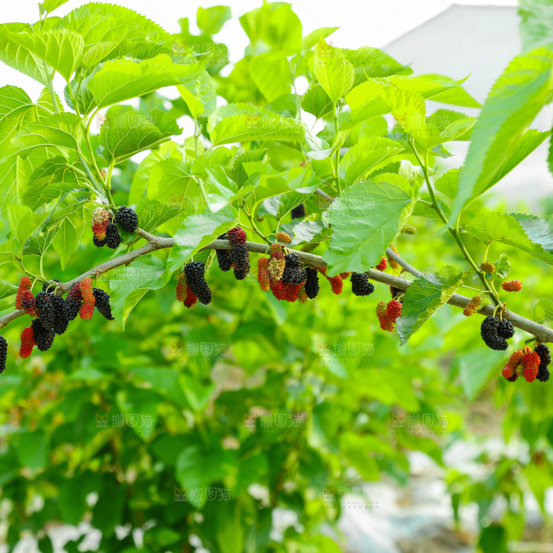 桑葚果树