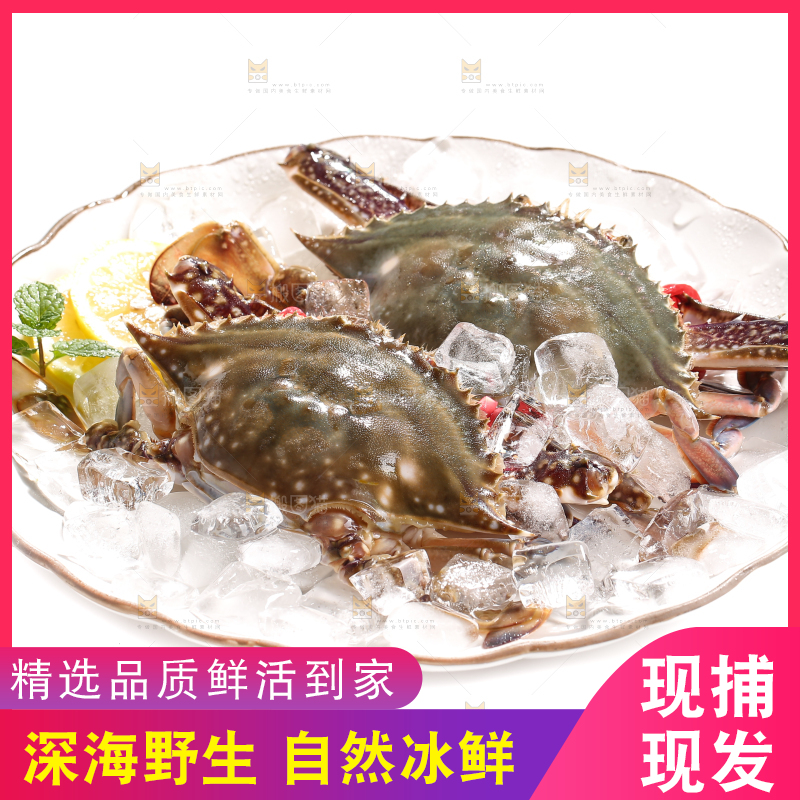 白底上的梭子蟹
