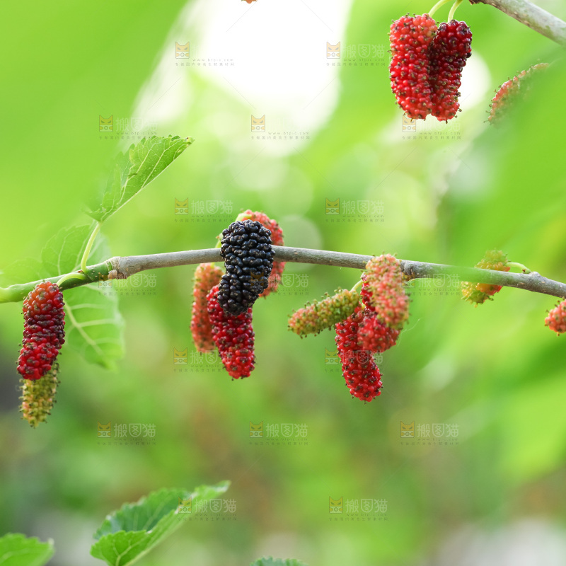 桑葚果树