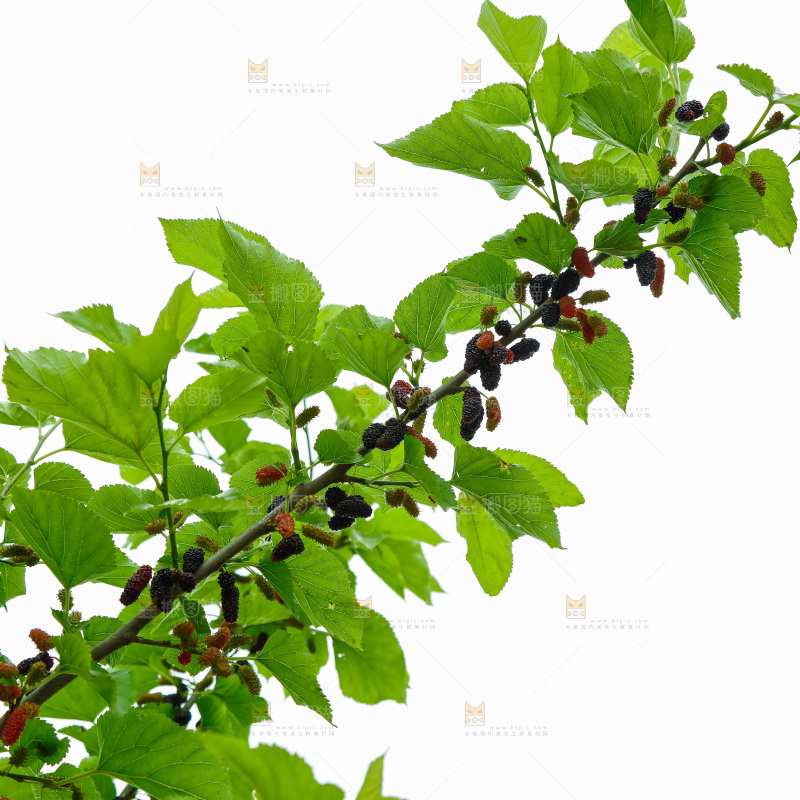 桑葚果树