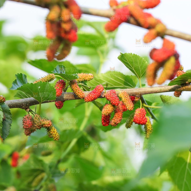 桑葚果树