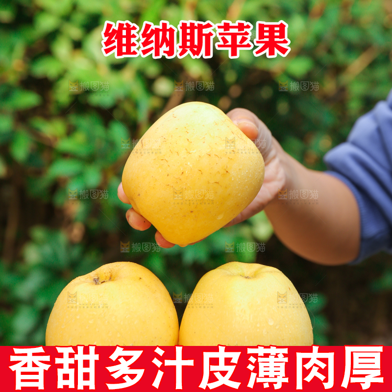 手里拿着维纳斯苹果