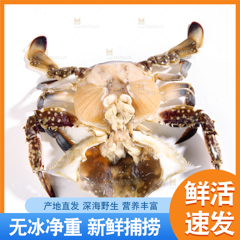 白底上的梭子蟹