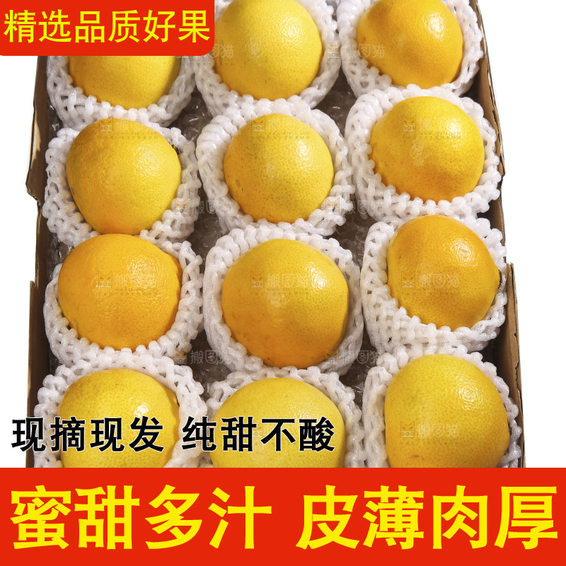 白底上的皇帝柑