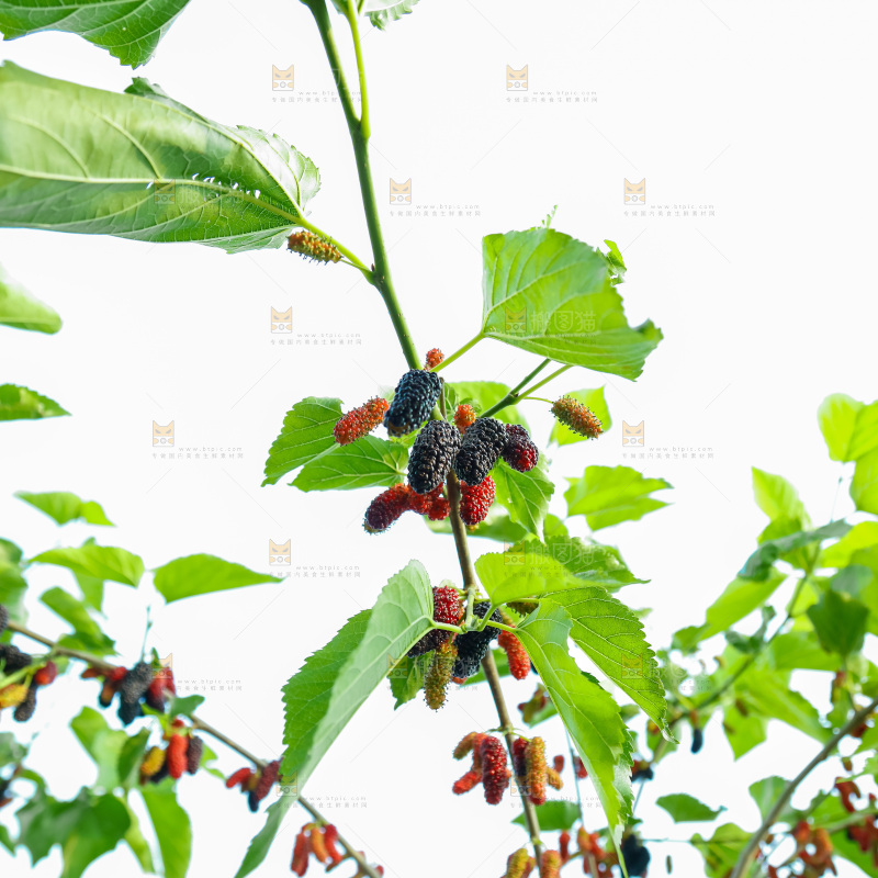 桑葚果树