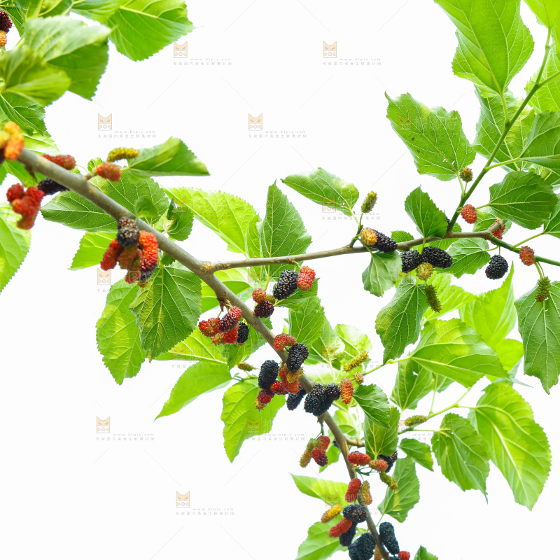 桑葚果树