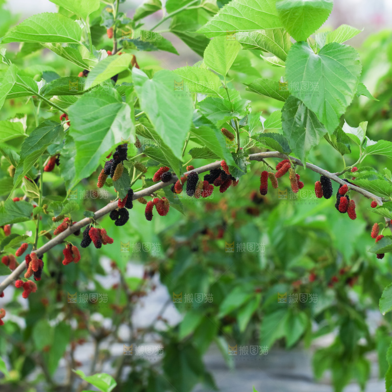 桑葚果树