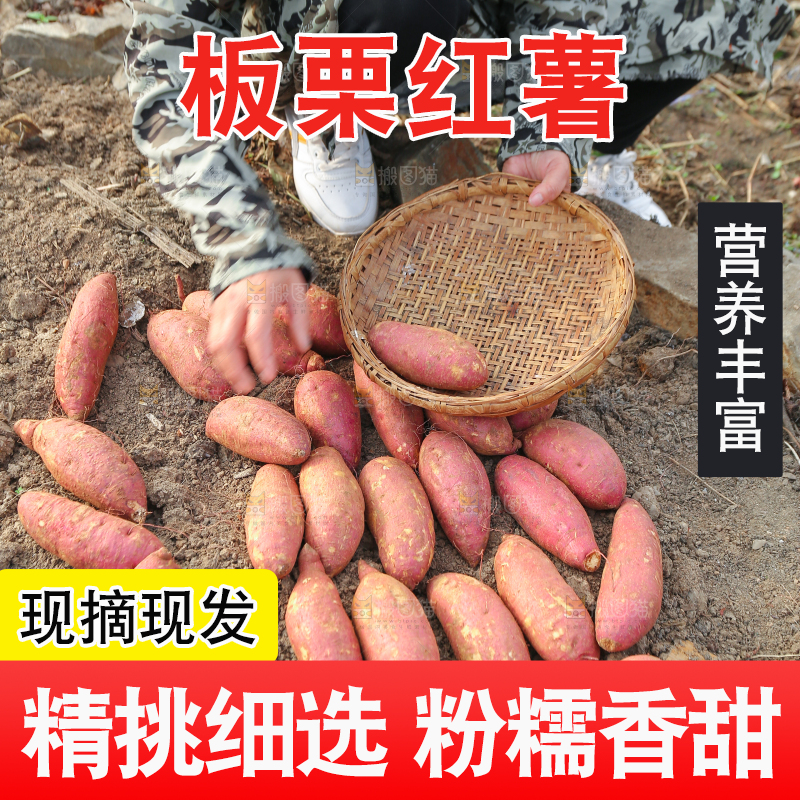 手里拿着黃心板栗薯