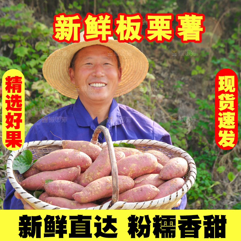 手里拿着黃心板栗薯