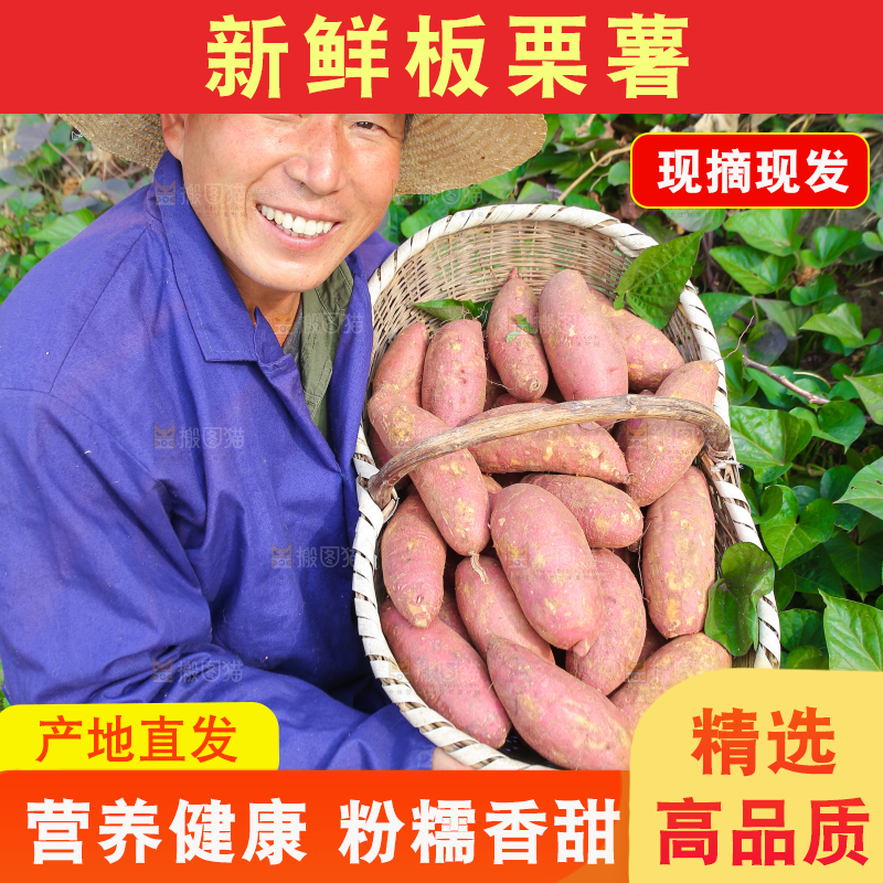手里拿着黃心板栗薯