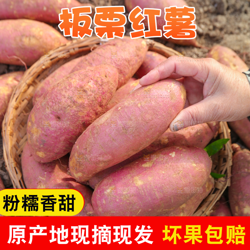 手里拿着黃心板栗薯