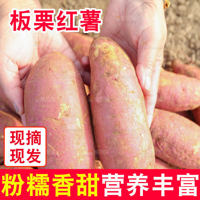 手里拿着黃心板栗薯