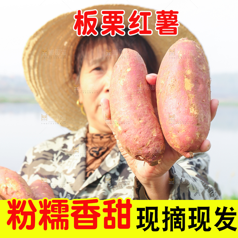 手里拿着黃心板栗薯