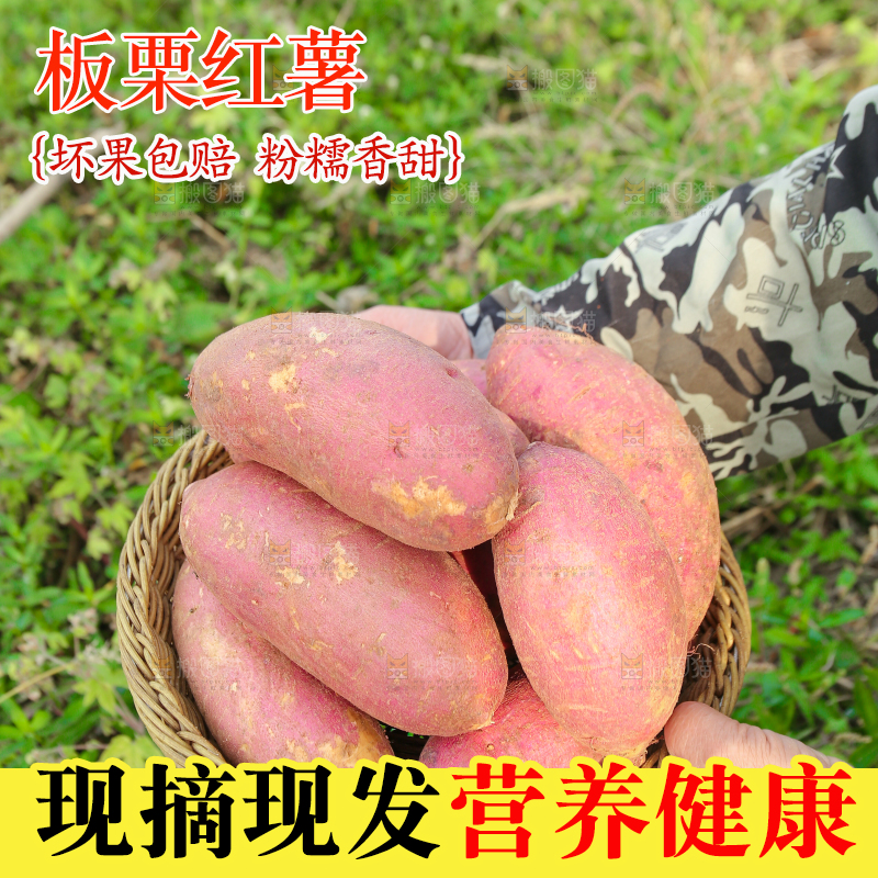 手里拿着黃心板栗薯