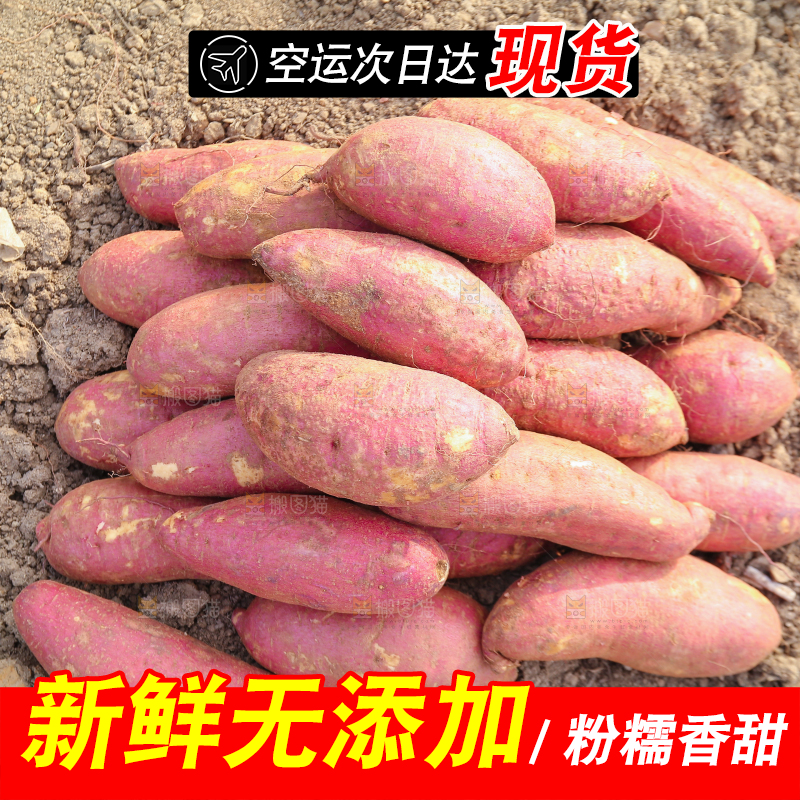 手里拿着黃心板栗薯