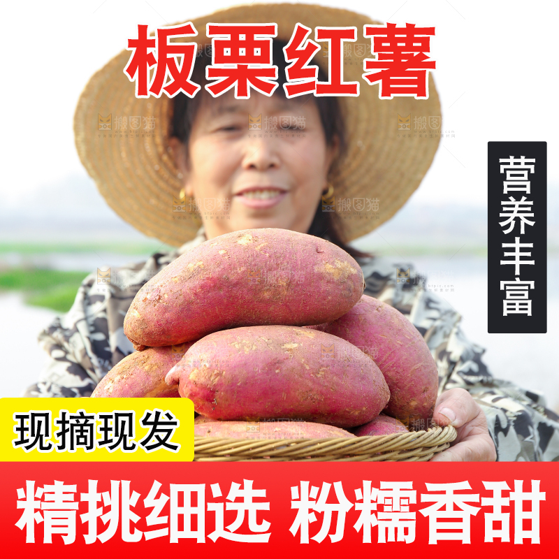 手里拿着黃心板栗薯
